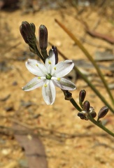 Caesia parviflora minor