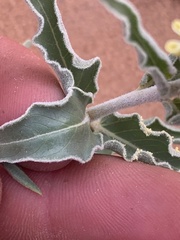Asclepias macrosperma