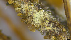 Penicillium