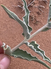 Asclepias macrosperma