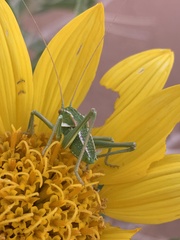 Tettigoniinae