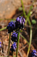 Muscari commutatum