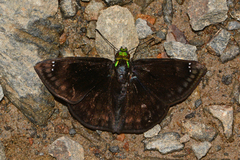 Gorgopas chlorocephala