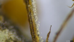 Penicillium