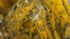 Penicillium