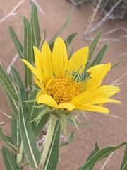 Tettigoniinae