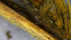 Penicillium
