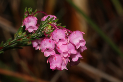 Erica pilulifera