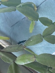 Dotocryptus bellicosus