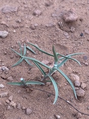 Lygodesmia grandiflora entrada