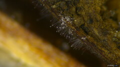 Penicillium