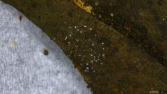 Penicillium