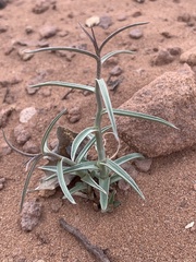 Lygodesmia grandiflora entrada