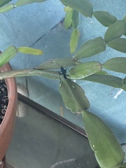 Dotocryptus bellicosus