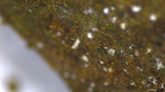 Penicillium