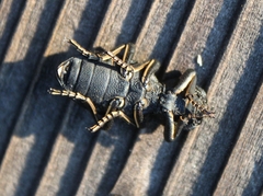 Zopherus sanctaehelenae