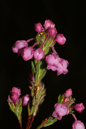 Finehair Heath (Peninsula Sandstone Fynbos) · iNaturalist