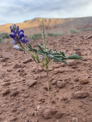 Lupinus pusillus