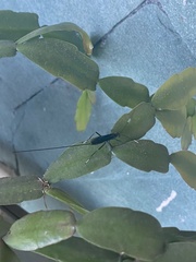 Dotocryptus bellicosus