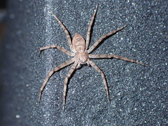 Pulchellodromus