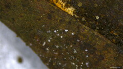 Penicillium