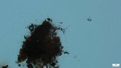 Penicillium