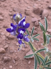 Lupinus pusillus
