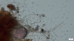 Penicillium
