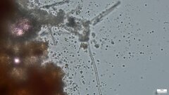 Penicillium