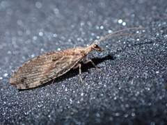 Micromus canariensis