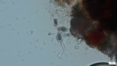 Penicillium