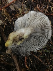 Gomphidius oregonensis