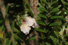 Erica diosmifolia