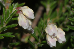 Erica diosmifolia