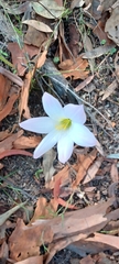 Zephyranthes robusta