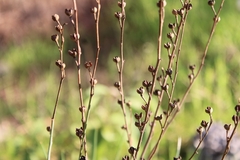 Asphodelus fistulosus