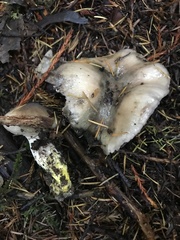 Gomphidius oregonensis