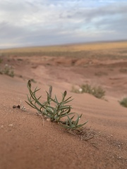 Lygodesmia grandiflora entrada