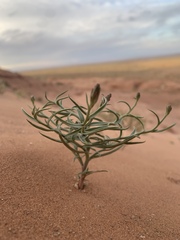 Lygodesmia grandiflora entrada
