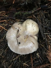 Gomphidius oregonensis