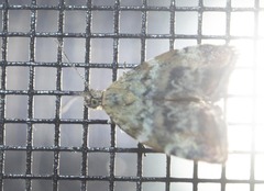 Choreutis pariana