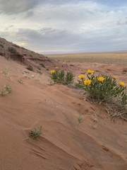 Lygodesmia grandiflora entrada