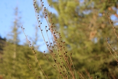 Asphodelus fistulosus
