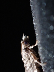 Tortricidae