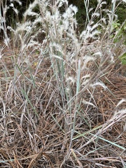 Schizachyrium