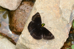 Gorgopas chlorocephala