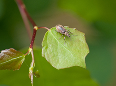Phyllobius pyri