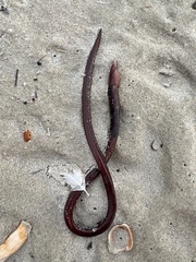 Vertebrata