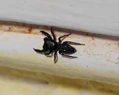 Metacyrba