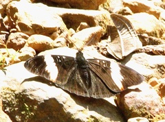 Adelpha lycorias